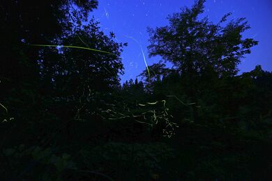 ホタルと星 幻想的な光の共演 上越大島区 新潟日報デジタルプラス