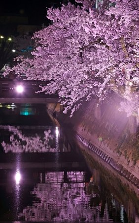夜の柿川沿い 桜色淡く 新潟日報デジタルプラス