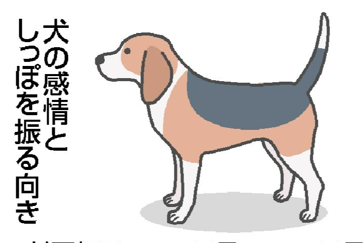 しっぽを右振り 楽しいワン 左に振ったら 犬の感情理解 研究進む 新潟日報デジタルプラス
