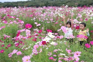 ピークを迎えたコスモスを楽しむ人たち=12日、長岡市宮本東方町