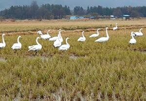 厳冬直前、青森県の大規模コメ農家「耕遊舎」の田んぼに飛来し羽を休めるハクチョウの群れ=11月28日、青森市
