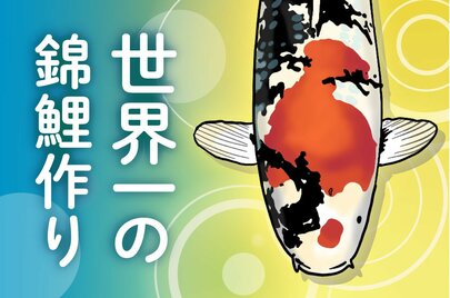 【イラストで知る錦鯉】小千谷市で育てる世界一の錦鯉!“ワールドカップ”で総合優勝を重ねる常連の技とは?