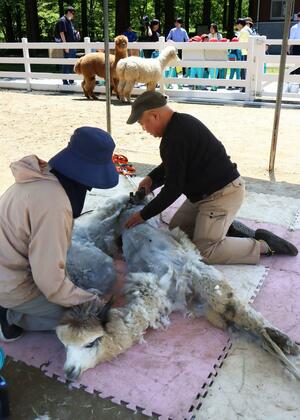 夏に備えもこもこの毛を刈られたアルパカ=新潟県胎内市下赤谷