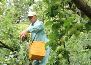 丸々と実った越の梅の収穫作業=23日、田上町田上