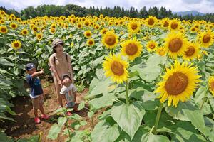 咲き誇るヒマワリを楽しむ来場者=9日、津南町赤沢