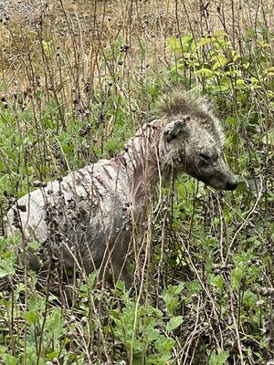 タヌキとみられる動物。疥癬に感染した可能性が高い=5月9日、新潟市江南区(古泉奏太君提供)
