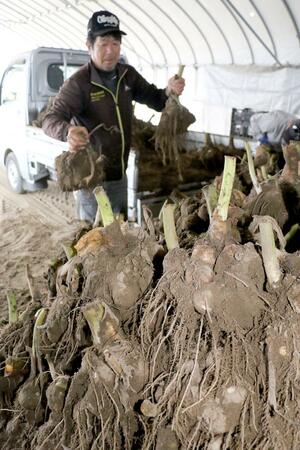 収穫した砂里芋を運ぶ宮下吉勝さん。JA北新潟のサトイモは「1億円産地」の一つだ=11月、聖籠町