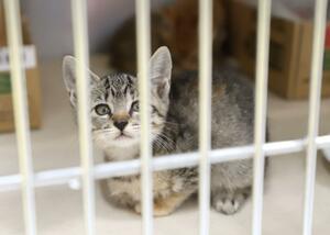 新潟市動物愛護センターで保護されている子猫=新潟市中央区清五郎