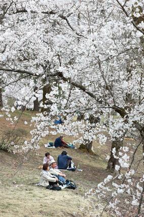 満開を迎えた悠久山公園の桜＝９日、長岡市御山町