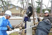 春支度着々と…上越市の高田城址公園で冬囲い取り外し　桜の開花予想は4月2日、観桜会4月3日開幕