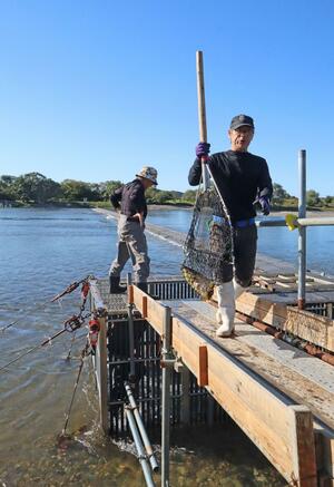 三面川伝統の鮭漁「ウライ漁」に当る漁協関係者=10月21日、村上市羽下ケ渕