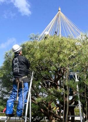 兼六園で始まった「雪づり」の作業=1日午前、金沢市