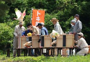 地元住民らに見守られながら、勢いよく大空に飛び立ったトキ=4日、佐渡市小野見
