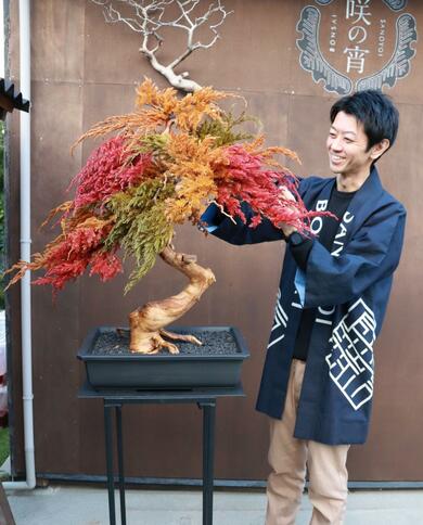 枯れた盆栽に輝きを！「枯吹き」で脚光、新潟市西区の髙井一平さん 葉