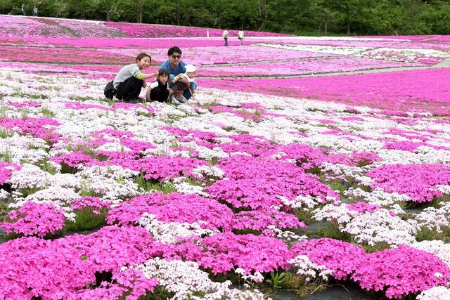 公園に広がる色鮮やかなシバザクラ＝８日、魚沼市根小屋