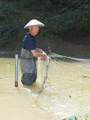 錦鯉の野池で作業をする星野剛さん=長岡市