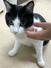 猫のiPS細胞研究で、もとになる細胞を提供した猫(大阪公立大提供)