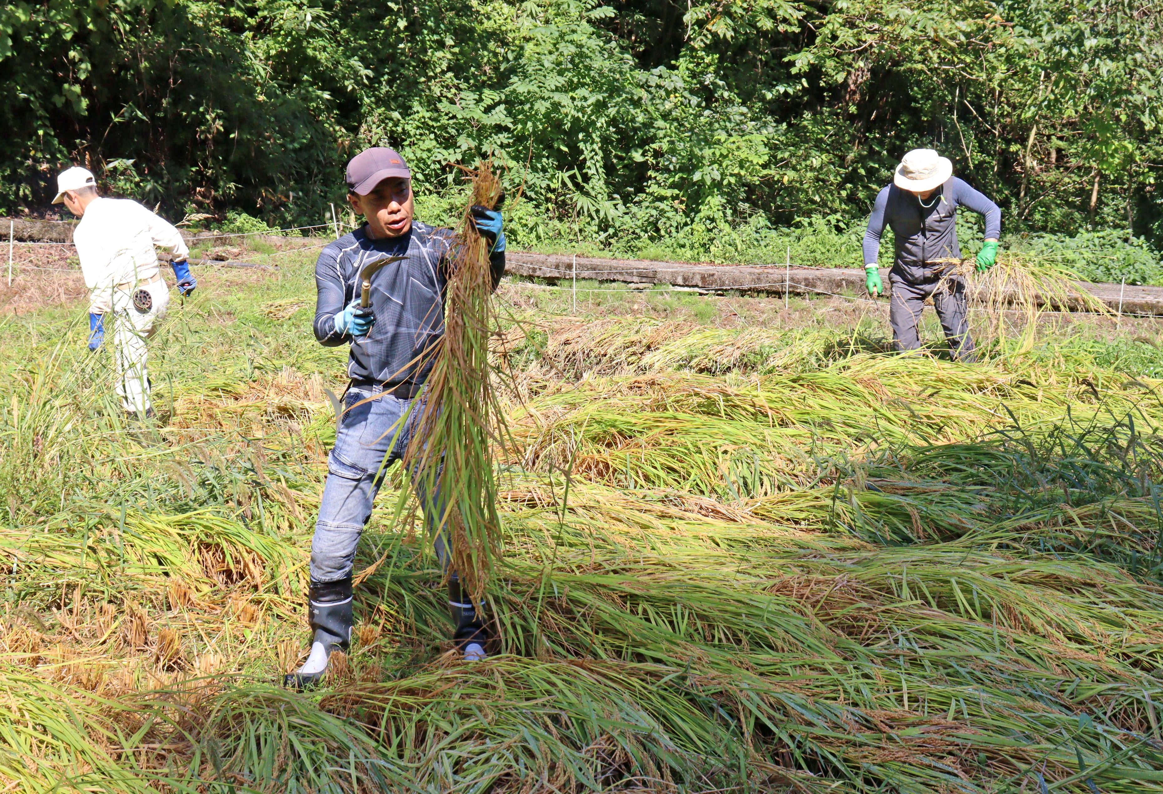 手作業で収穫の喜び実感 新潟柏崎市で棚田オーナーが稲刈り 新潟日報デジタルプラス