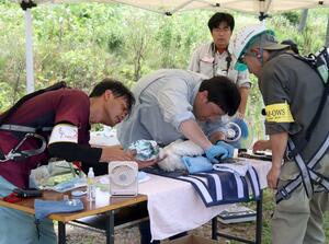 布で目隠しされ、足輪を装着されるコウノトリ=上越市三和区