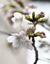 東京都心部で桜開花、気象庁発表