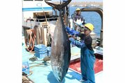豊漁続く佐渡のクロマグロ、捕まえたのにリリース？　漁獲上限間近、最盛期前に網撤去「制度見直しを」
