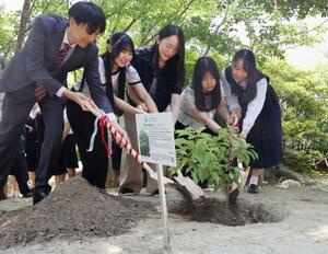 被爆クスノキの苗木を植樹する赤羽穂乃佳さん(左から2人目)ら=13日午前、名古屋市