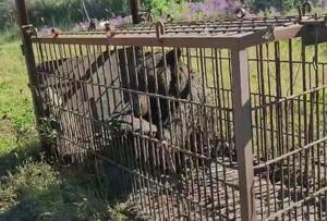 町議の威圧的な発言があった箱わなの現場=9月27日、北海道積丹町(北海道猟友会余市支部提供)