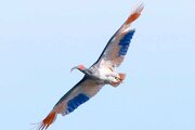 佐渡でのトキ初放鳥から18年、野生復帰の舞台は本州へ　個体群の形成が重要に