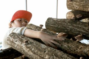 原木シイタケの収穫を体験する神納小の３年生＝村上市里本庄