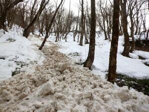 菅名岳で発生した雪崩の現場=13日、五泉市(県提供)