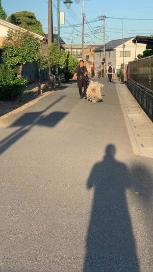 遠目でも「大きい!」と分かる迫力の体格!近くにくると…?(写真提供@chi_7465)