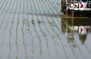 　水田に植え付けられたイネの苗＝新潟県三条市
