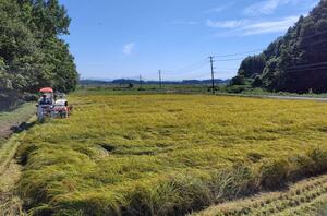 県産米の稲刈り=9月、弥彦村