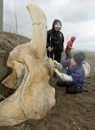 骨の大きさを計測する田島木綿子研究主幹ら=6日、上越市柿崎区
