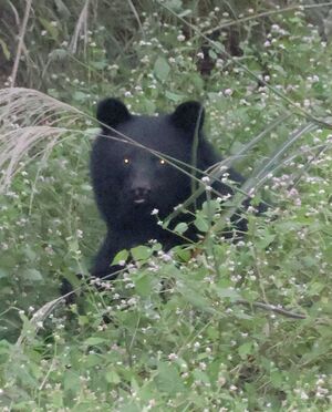 柿の木の近くにいるクマ＝１０月、湯沢町