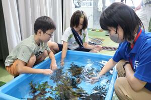 職員の説明を受けながら魚に触れる子どもたち=8月24日、新潟市西区五十嵐3