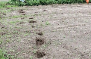 新発田市内で男性を襲ったとみられるクマの足跡=2023年9月