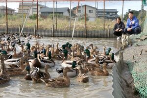 新ブランド「越後真鴨　翠」として育てられるマガモ＝１０月、新潟市西蒲区
