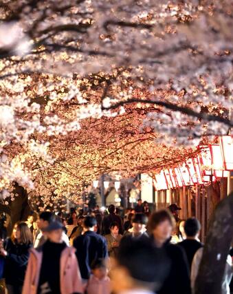 満開となった高田城址公園の夜桜＝５日、上越市