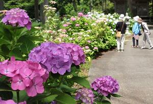 間もなく見頃を迎える蓮華峰寺のアジサイ＝２５日、佐渡市小比叡