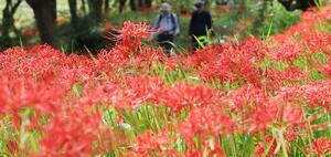 雪国植物園で鮮やかに咲いているヒガンバナ=長岡市宮本町3