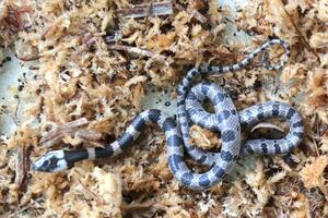 捕獲されたシロマダラ=十日町市松之山松口