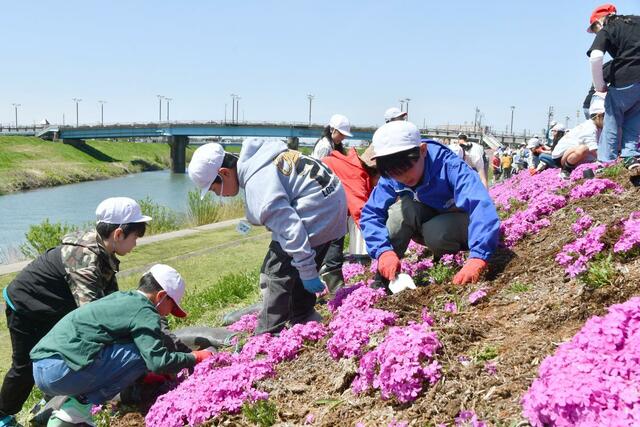 五十嵐川の堤防に芝桜を植える一ノ木戸小児童＝三条市