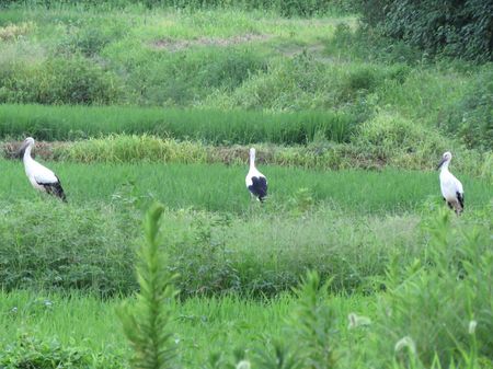 幸せ運ぶコウノトリ飛来 新潟日報デジタルプラス 幸せ運ぶコウノトリ飛来 新潟日報デジタルプラス