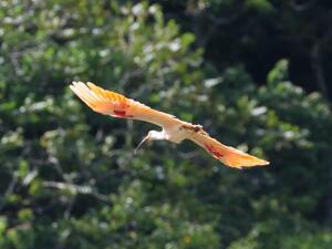 放鳥で飛び立ったトキ＝９月２３日、佐渡市