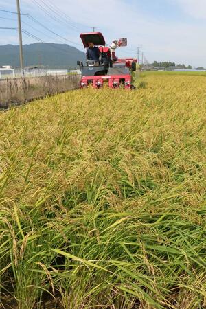 高温耐性の極早生米の稲刈り=22日、新潟市西蒲区