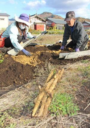 奥阿賀じねんじょを手作業で収穫する生産者ら=阿賀町鹿瀬