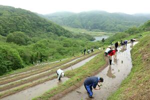 棚田オーナーや住民らが協力して行った小倉千枚田の田植え=佐渡市