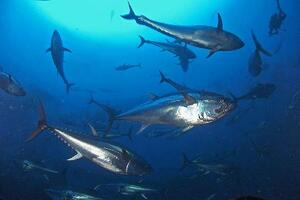 大西洋クロマグロ(世界自然保護基金提供)