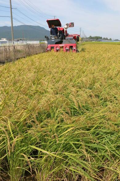 新潟県開発の高温に強い極早生米、「順調に栽培できた」品質や収量に